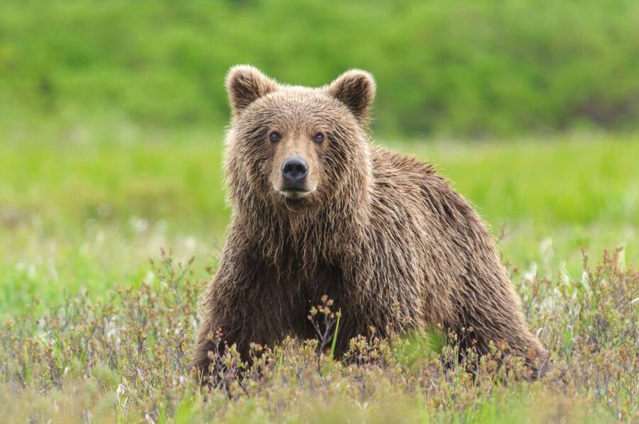 From Skagway: White Pass Summit Guided Bus Tour - Who should book this White Pass outing?