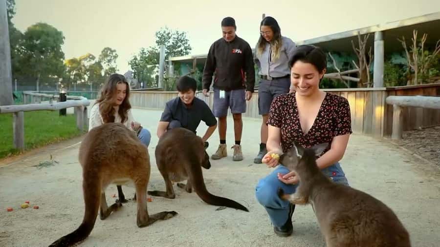 From Sydney: Blue Mountains Day Tour & Hop-on, Hop-off Tour - Who will get the most from this day