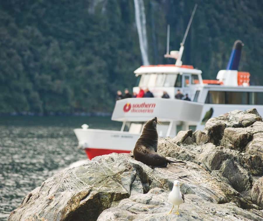 From Te Anau: Milford Sound Extended Cruise and Coach Tour - The long road from Te Anau to Milford Sound