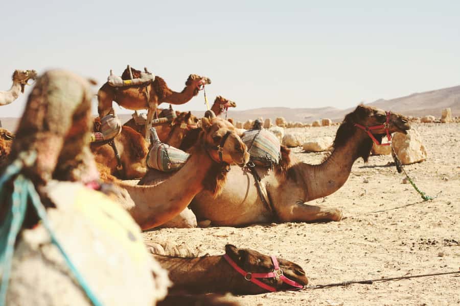 From Tel Aviv: Jericho, Jordan River, and Bethlehem Bus Tour - From Tel Aviv to Jerusalem, then across the border
