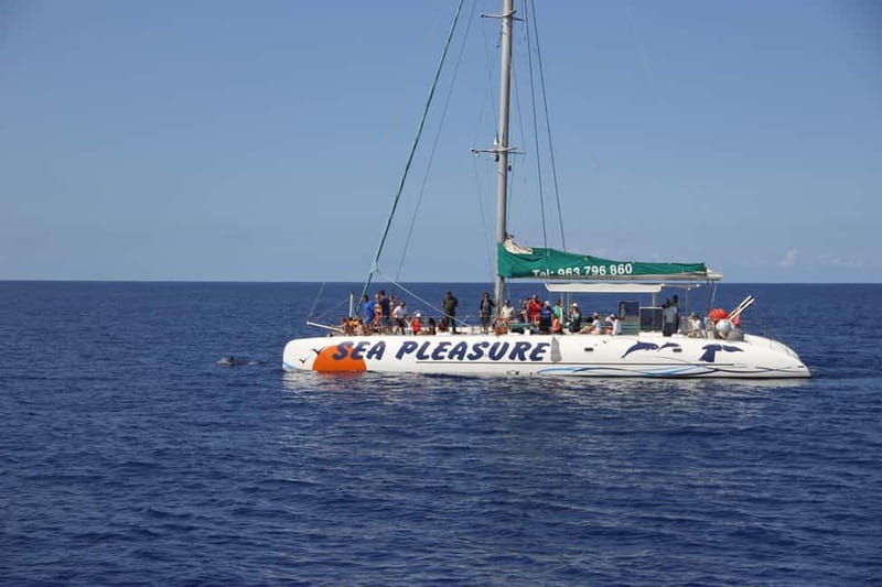 Funchal:Hop-on Hop-off Bus & Whale & Dolphin boat Excursion - Should you book the Funchal bus and catamaran tour?