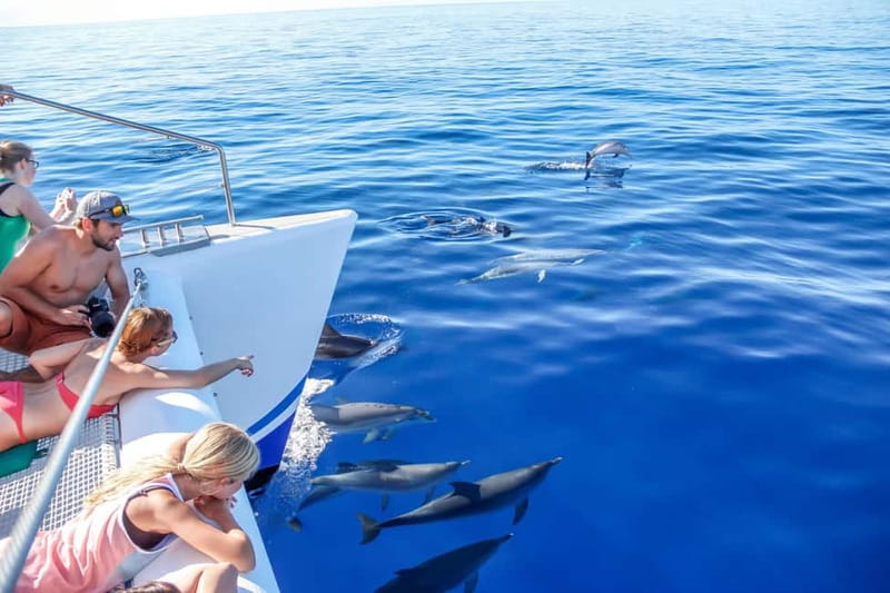 Funchal:Hop-on Hop-off Bus & Whale & Dolphin boat Excursion - Câmara de Lobos adds a different mood