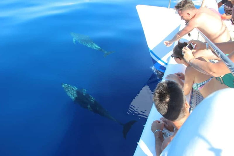 Funchal:Hop-on Hop-off Bus & Whale & Dolphin boat Excursion - Is $54 good value for two days?