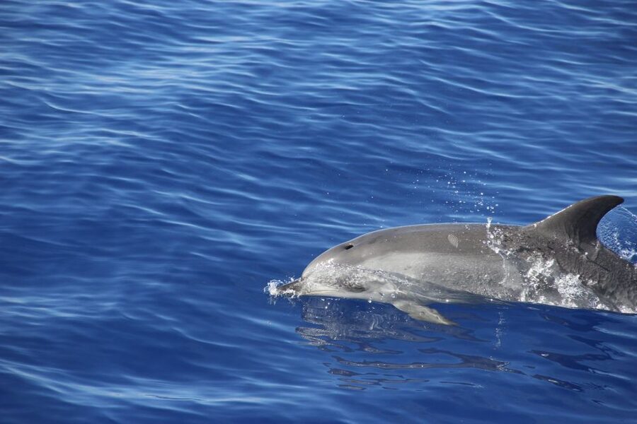 Funchal:Hop-on Hop-off Bus & Whale & Dolphin boat Excursion - Who should book this combination?