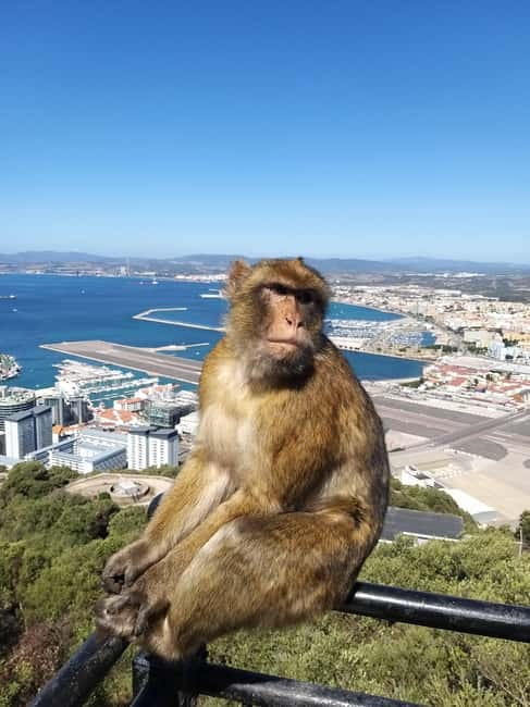 Gibraltar: Guided Tour by Bus Including Tickets - Guides, language, and group arrangements
