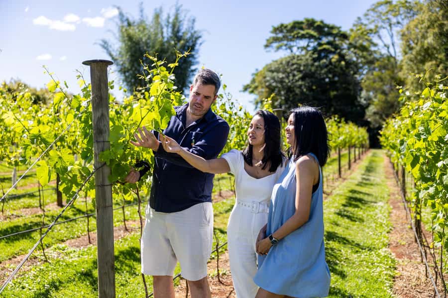 Gold Coast: Hop on Hop off Wine Tasting Tour to Mt Tamborine - Why the morning wine visit works well
