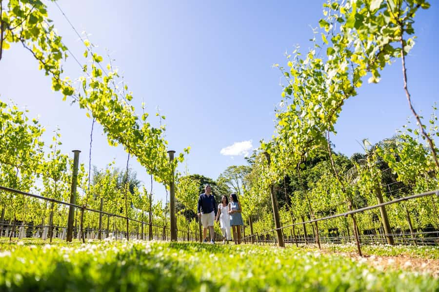 Gold Coast: Hop on Hop off Wine Tasting Tour to Mt Tamborine - The hop-on hop-off switch changes the pace