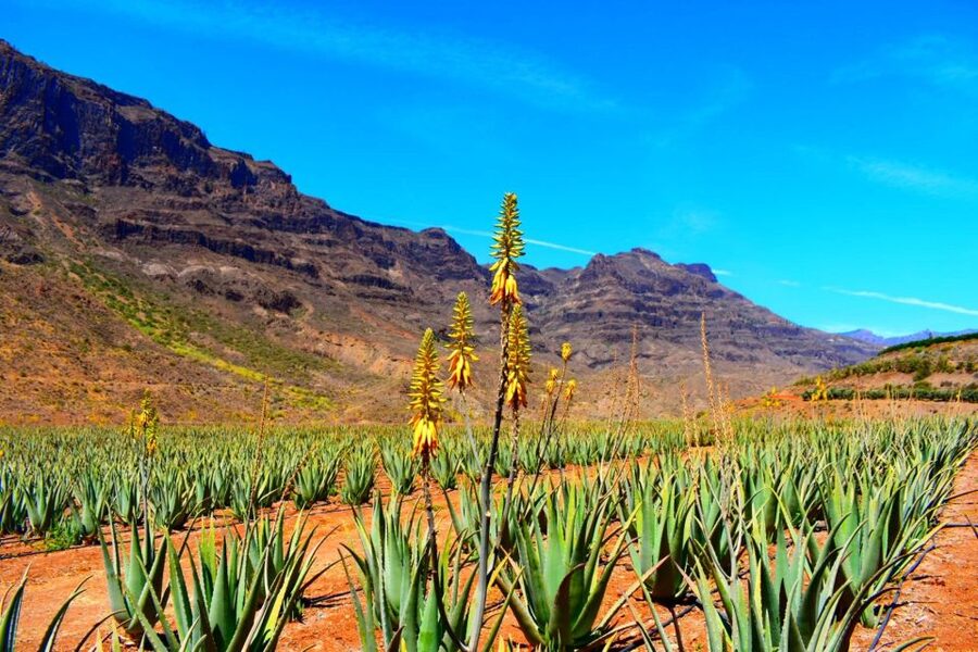 Gran Canaria Highlights Full-Day Tour by Bus - Key points at a glance