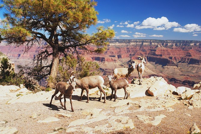 Grand Canyon National Park South Rim Small Group Bus Tour - Before sunrise pickup in Las Vegas
