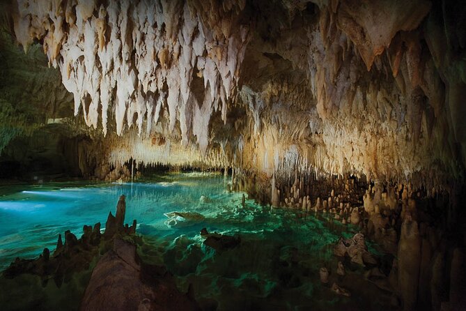 Grand Cayman Private Customized Bus Tour - The Cayman Turtle Farm and small turtles