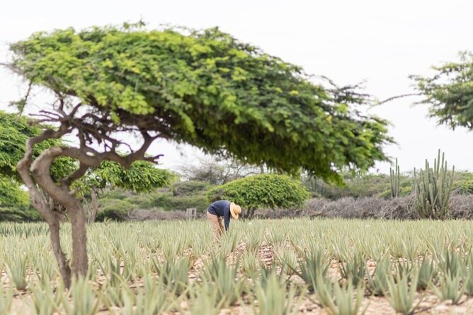 Half-Day Aruba Sightseeing Tour & Beach in an Air-condition Bus - Bright Bakery brings the tour down to earth