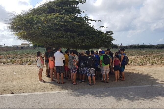 Half-Day Aruba Sightseeing Tour & Beach in an Air-condition Bus - Aloe Factory: Aruba’s long-running island crop