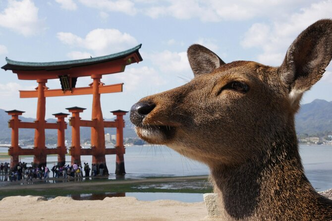 Hiroshima, Miyajima 1 Day Bus with Indian Lunch from Osaka, Kyoto - The journey from Osaka or Kyoto