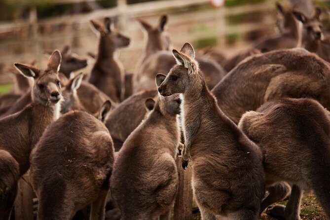Hobart Shore Excursion: Bonorong Bus - What your Bonorong visit includes