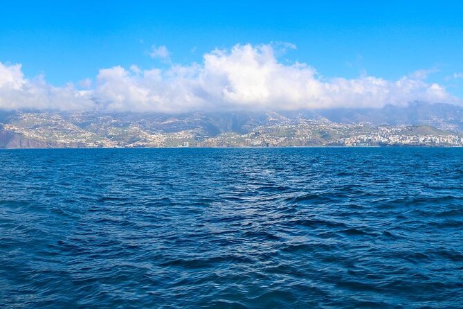 Hop-on Hop-off Bus Tour and Catamaran Whale & Dolphin Watching - Why the bus works well in hilly Funchal