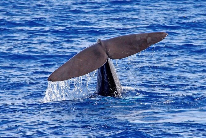 Hop-on Hop-off Bus Tour and Catamaran Whale & Dolphin Watching - Pico dos Barcelos for the broad view