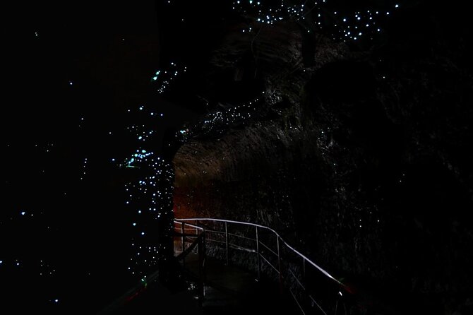 Hop on Hop off - Tamborine Rainforest Skywalk + Glow Worm Caves - What the Tamborine Mountain day is really like