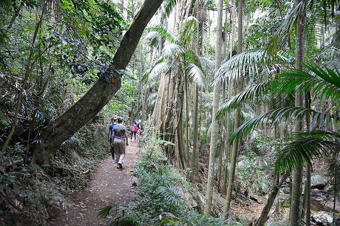 Hop on Hop off - Tamborine Rainforest Skywalk + Glow Worm Caves - Lunch and extra stops need realistic expectations