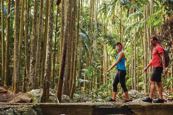 Hop on Hop off - Tamborine Rainforest Skywalk + Glow Worm Caves - Weather can change the balance of the day