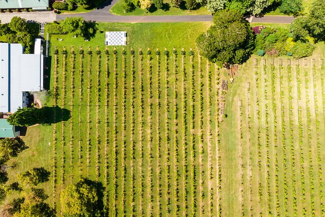 Hop on Hop off Wine tasting tour to Tamborine Mountain - Weather and comfort on the mountain
