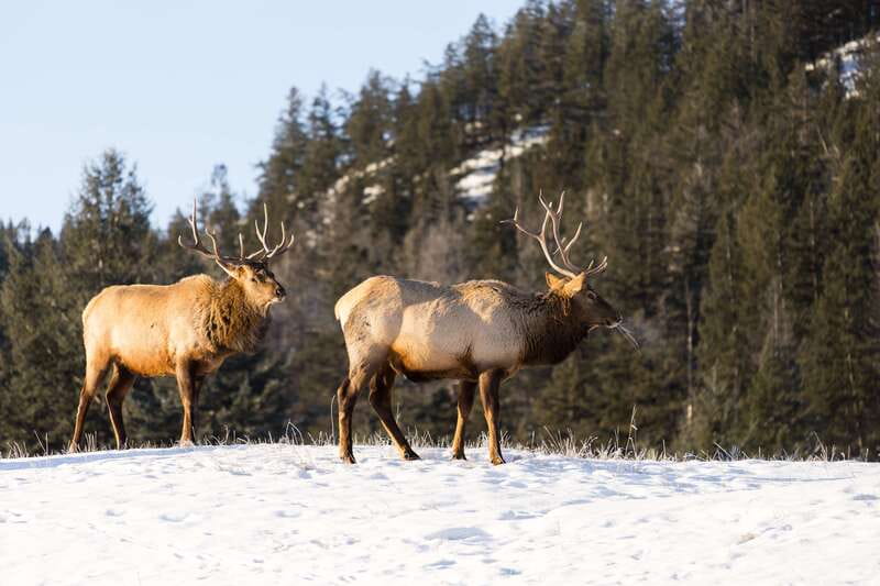 Jasper: Winter Wildlife Bus Tour in Jasper National Park - A winter wildlife tour built around the drive
