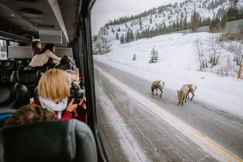 Jasper: Winter Wildlife Bus Tour in Jasper National Park - What you might see, and what you might miss