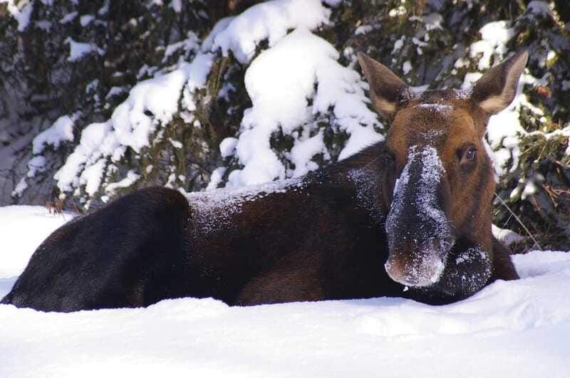 Jasper: Winter Wildlife Bus Tour in Jasper National Park - The guide makes the difference