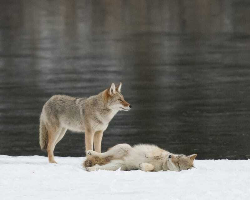 Jasper: Winter Wildlife Bus Tour in Jasper National Park - Photo stops and mountain scenery