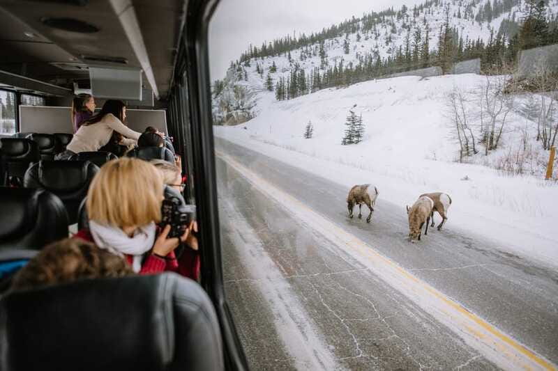 Jasper: Winter Wildlife Bus Tour in Jasper National Park - Who will enjoy this most