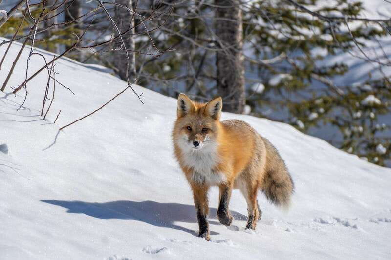 Jasper: Winter Wildlife Bus Tour in Jasper National Park - Small details that improve the day