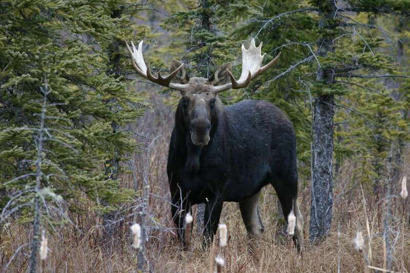 Jasper: Winter Wildlife Bus Tour in Jasper National Park - Should you book the Jasper winter wildlife bus tour?