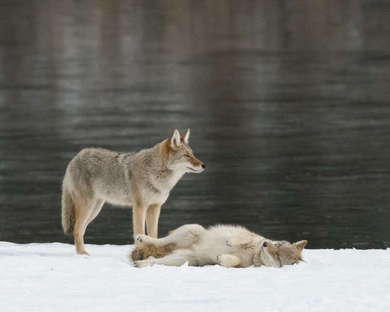 Jasper: Winter Wildlife Bus Tour in Jasper National Park - Through the Athabasca Valley on snowy roads