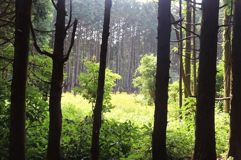 Jeju: East of Jeju Island Bus Tour from Seogwipo City - Woljeongri Beach, a bright coastal pause