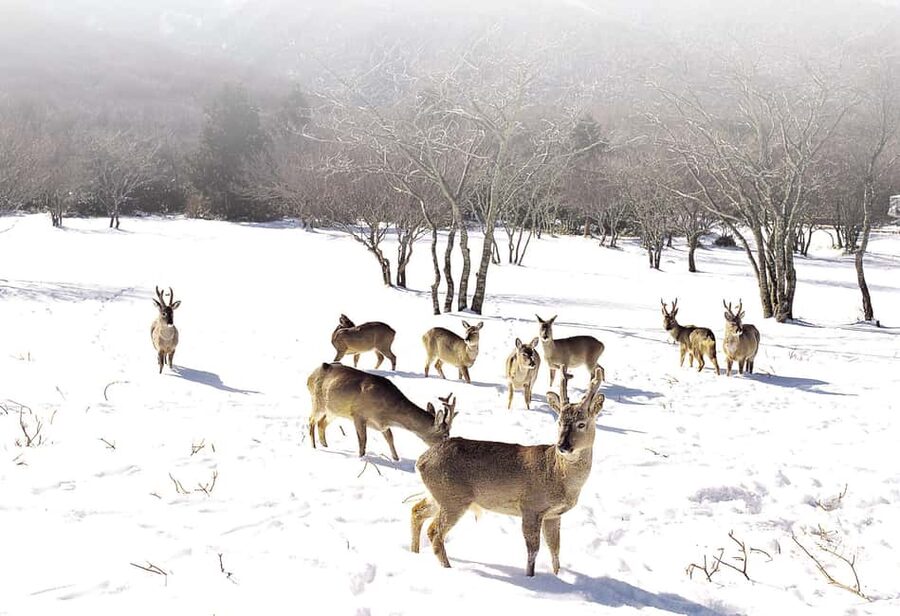 Jeju Island: Full-Day SouthWest Bus Tour with Entry Fees - Starting high at 1100 Highland