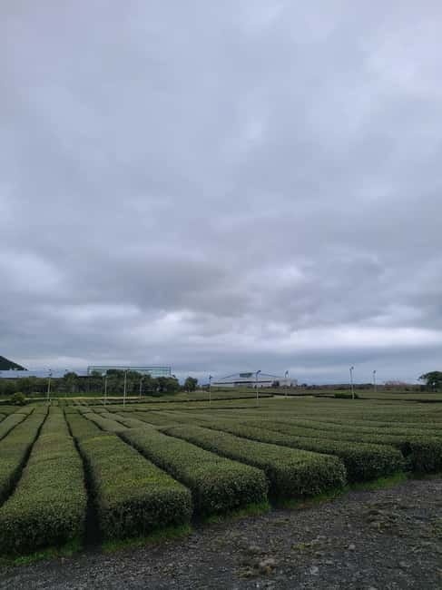Jeju Southern: Mt.Hallasan and UNESCO Geopark Bus Tour - O’sulloc Tea Museum and the green tea fields