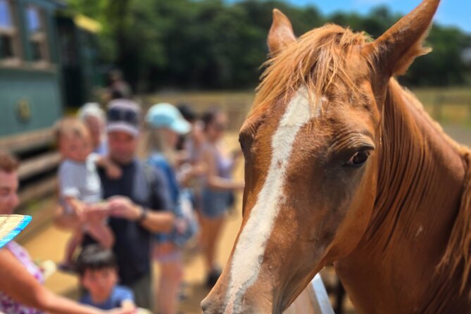 Kauai Hop On Hop Off Tour - Stop 1: Kukui Grove Center for an easy starting point