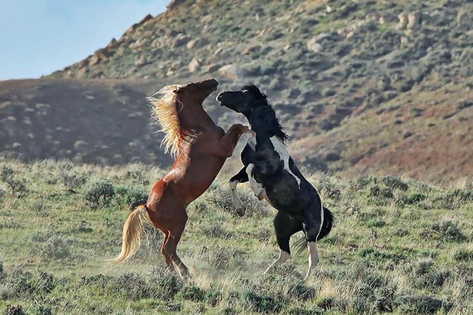 Kicking Red Canyon Wild Mustang Bus Tour Deals 5 PM In Cody - Key points to know before you go