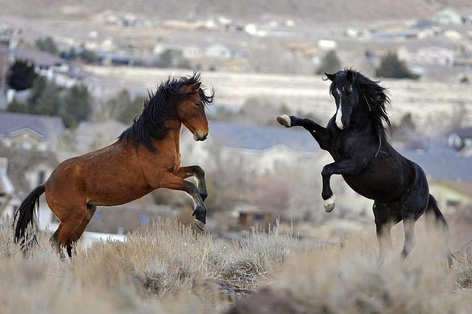 Kicking Red Canyon Wild Mustang Bus Tour Deals 5 PM In Cody - Finding mustangs in the McCullough Peaks
