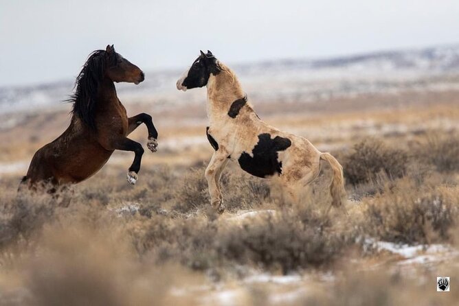 Kicking Red Canyon Wild Mustang Bus Tour Deals 5 PM In Cody - What the three hours actually feel like