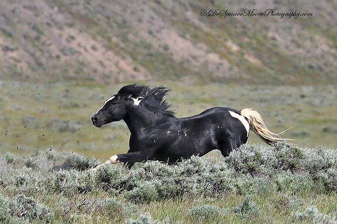 Kicking Red Canyon Wild Mustang Bus Tour Deals 5 PM In Cody - Who will enjoy this most