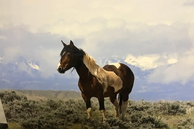 Kicking Red Canyon Wild Mustang Bus Tour Deals 5 PM In Cody - Booking and cancellation details