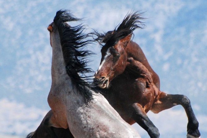 Kicking Red Canyon Wild Mustang Bus Tour Deals 5 PM In Cody - Guides who add context to the ride