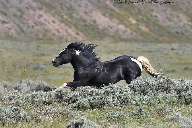 Kicking Red Canyon Wild Mustang Bus Tour Deals 8am Daily - Heading from Cody to the McCullough Peaks