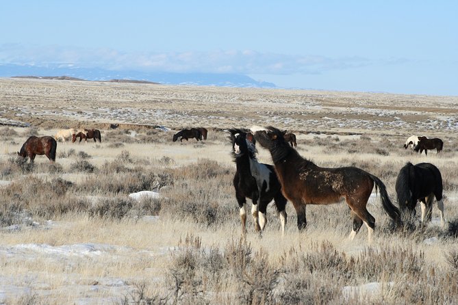 Kicking Red Canyon Wild Mustang Bus Tour Deals 8am Daily - A guide who gives the area a human story