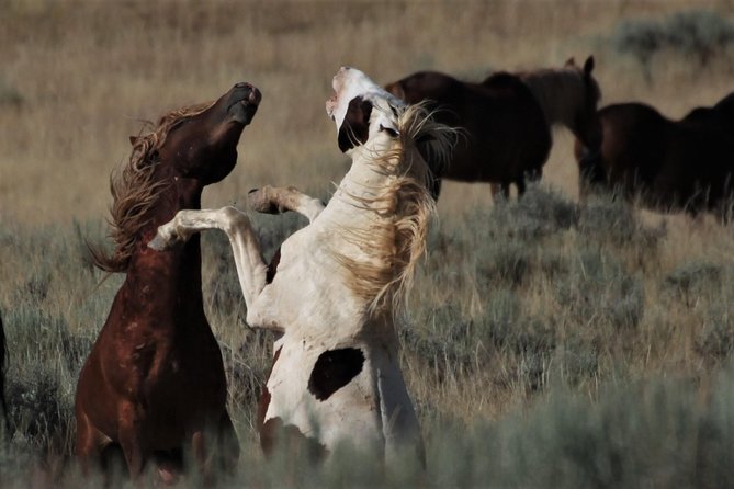 Kicking Red Canyon Wild Mustang Bus Tour Deals 8am Daily - The biggest risk: distance, weather, and wild behavior