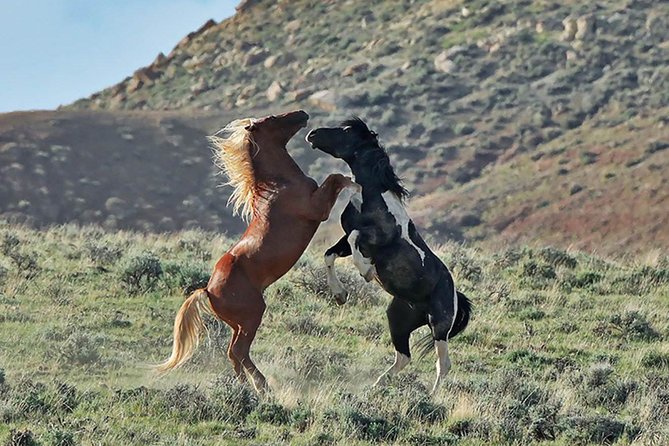 Kicking Red Canyon Wild Mustang Bus Tour Deals 8am Daily - Who will enjoy this Cody morning most