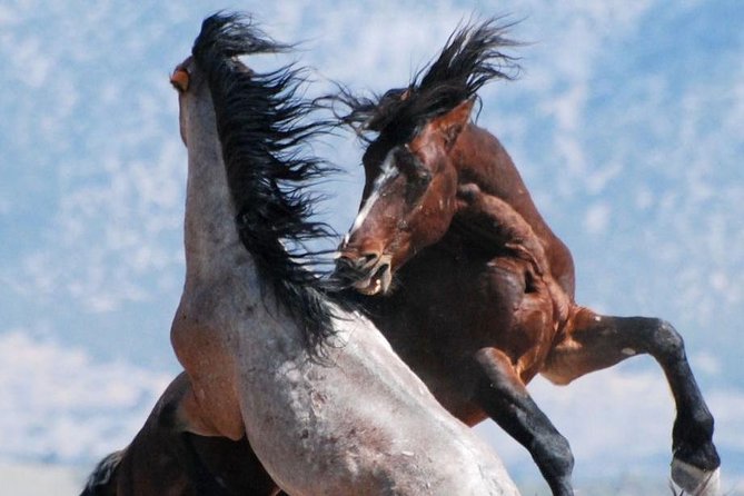 Kicking Red Canyon Wild Mustang Bus Tour Deals 8am Daily - Why the mustangs are worth seeking out