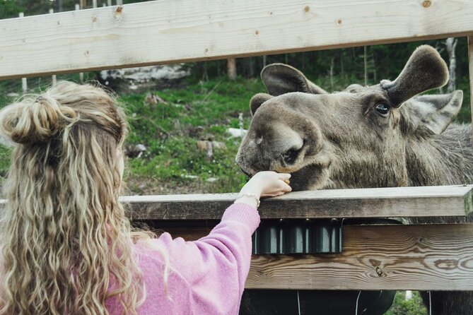 Kristiansand: Guided Bus Tour and Moose Park Experience - The moose encounter is the main event