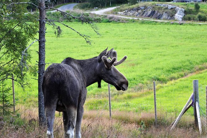 Kristiansand: Guided Bus Tour and Moose Park Experience - Practical advice for a smoother day
