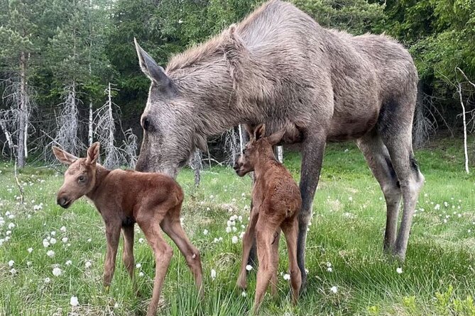Kristiansand: Guided Bus Tour and Moose Park Experience - Who should choose this experience?
